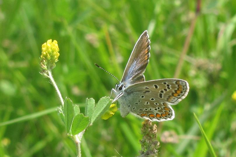 Femmina di Polyommatus icarus?